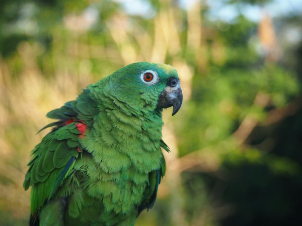 Crafting the Perfect Balanced Diet for Cats with Liver Disease: Tailoring Nutrition to Meet Their Unique Needs