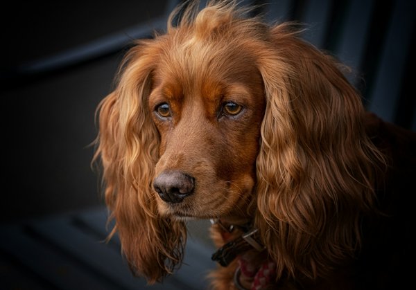 What is the best way to detect and remove foxtails from a Brittany Spaniel's ears?