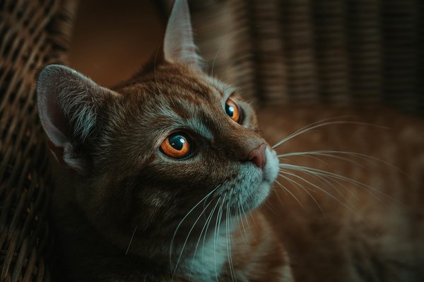 What are the signs of an impending cat asthma attack and how do you prepare an emergency response?