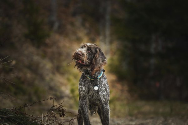 How do you effectively remove burrs from a Wirehaired Pointing Griffon's coat?