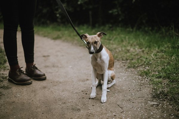 Which techniques can improve the recall of a Whippet in open English fields?